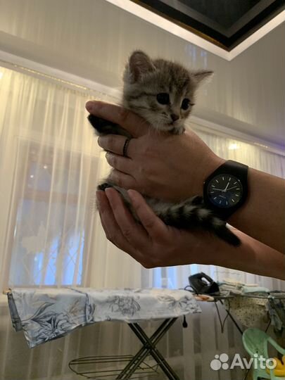 Кошечка обычная девочка