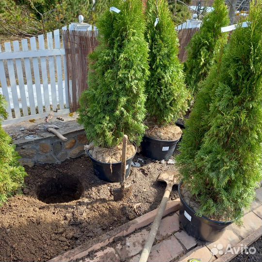 Садовник приходящий