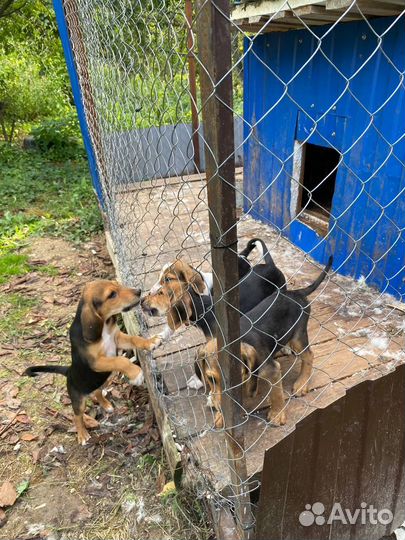 Щенки русской и эстонской гончей