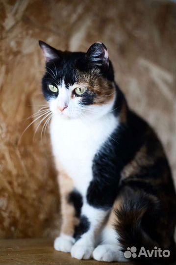 Кошка Тоскана