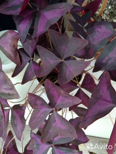 Комнатные цветы