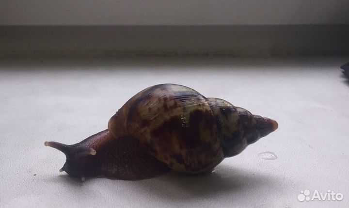 Улитки ахатины