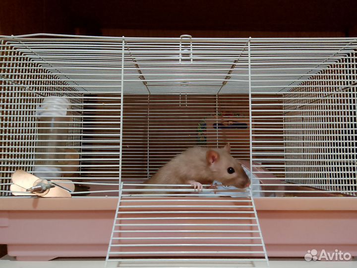 Крыса Дамбо