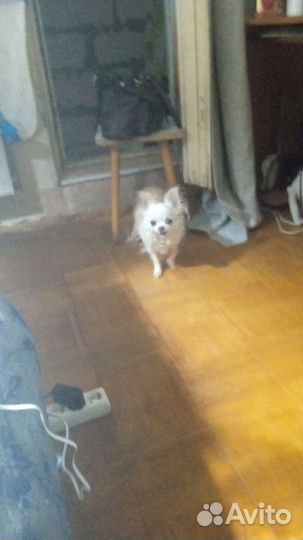 Собака в добрые руки Чихуахуа