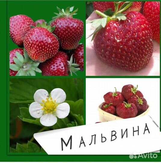 Саженцы клубники