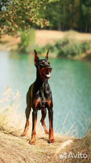 Дрессировка собак. Курсы. Обучение кинологов