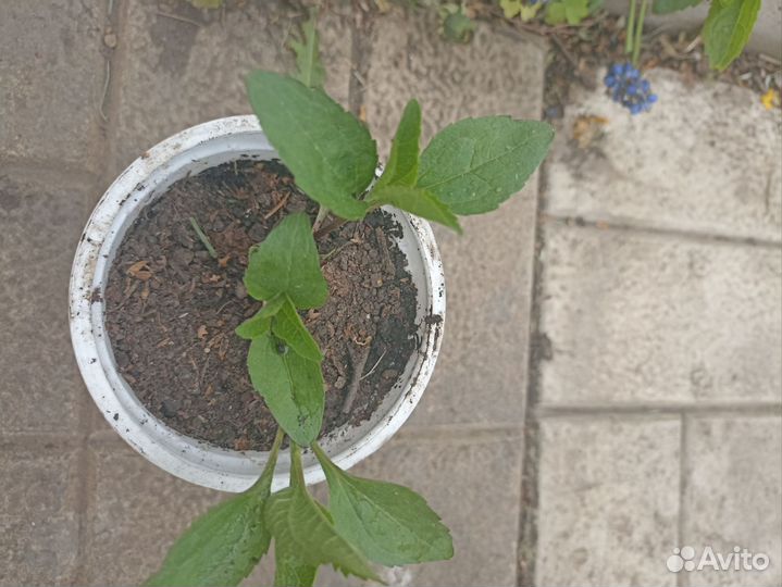 Многолетники для сада