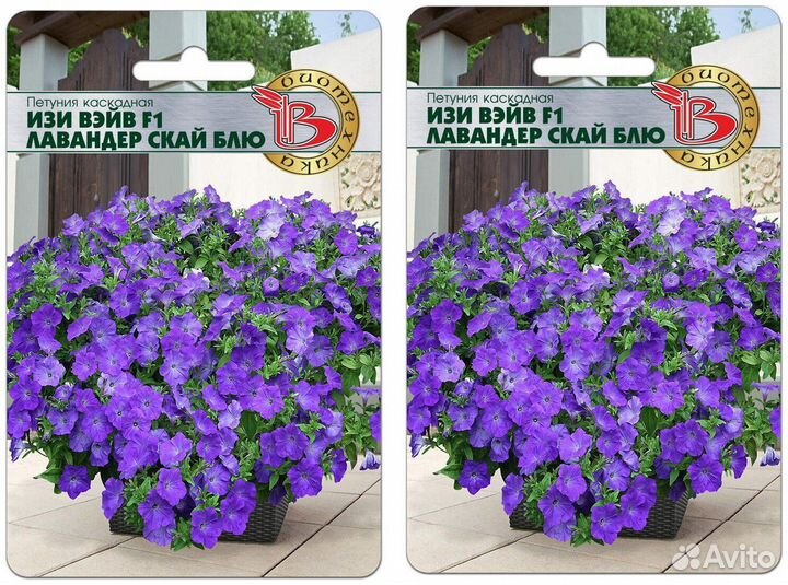 Петунии Изи Вейв Лав Скай Блю,Ред Велюр, Пинк