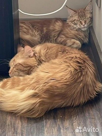 Котята мейн-кун