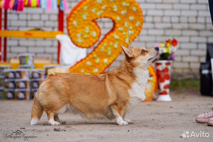 Щенок корги мальчик