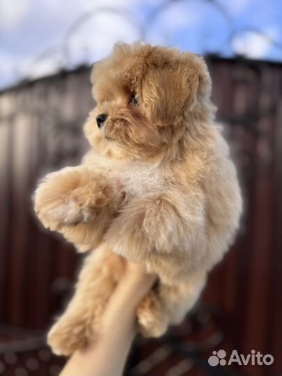 Мальтипу f1 мини