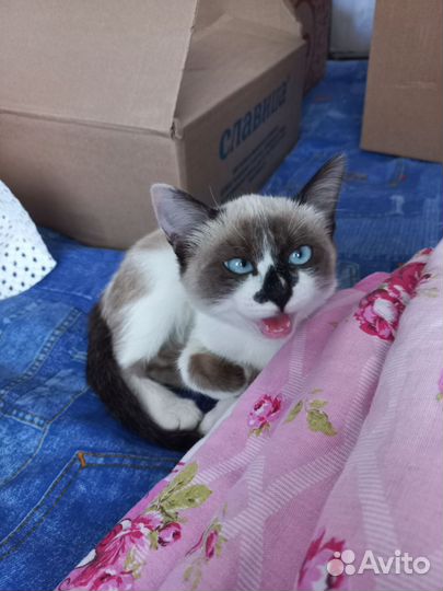 Кошка в дар бесплатно