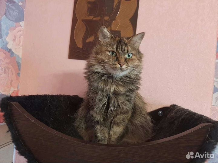 Кошка ищет дом