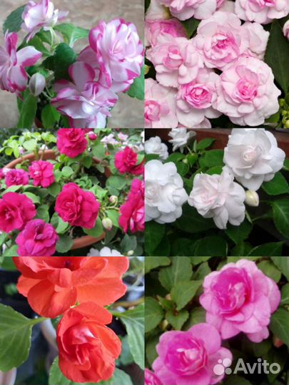 Бальзамины махровые. Много сортов