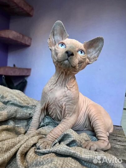 Канадский сфинкс