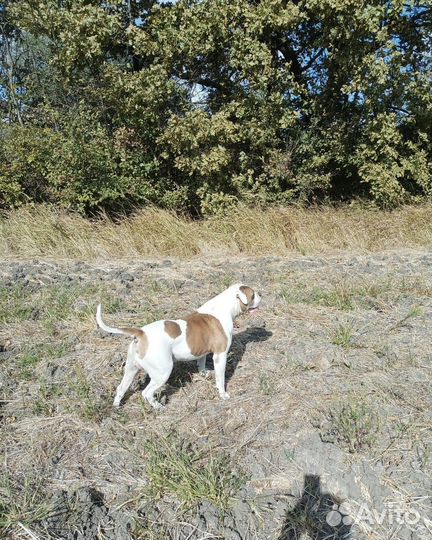 Американский бульдог