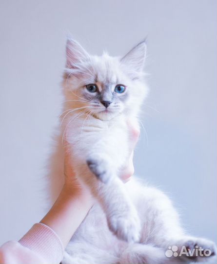 Котята Невские Маскарадные