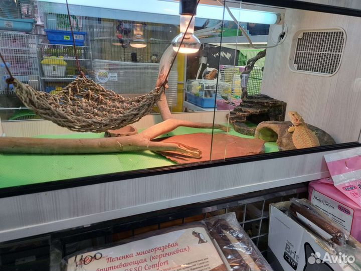 Бородатая агама