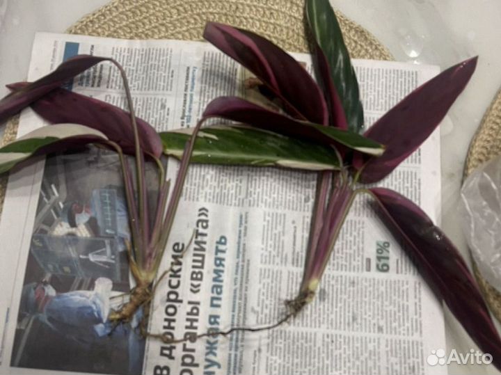 Строманта триколор москва