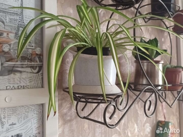 Хлорофитум