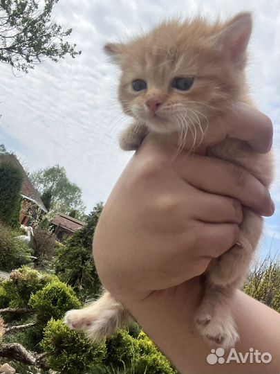 Котята породы 