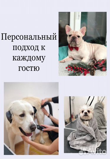 Груминг собак