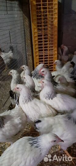 Куры несушки