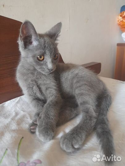 Котенок(девочка)