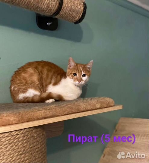 Котята в добрые руки бесплатно