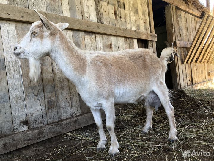 Козы на племя