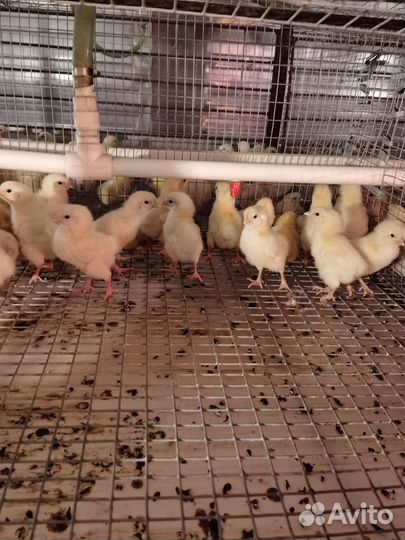 Петушки доминант