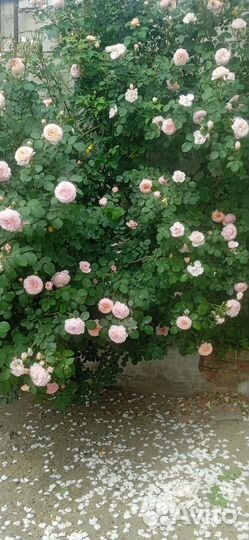 Роза плетистая