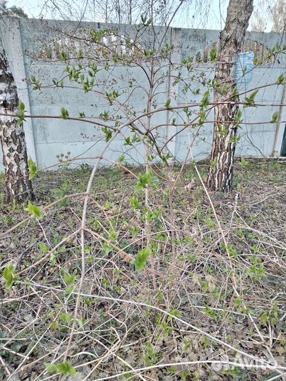 Чубушник жасмин