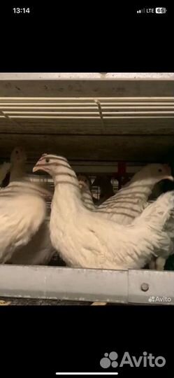 Куры молодки