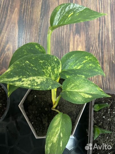 Замиокулькас