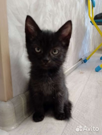 Кошки в дар