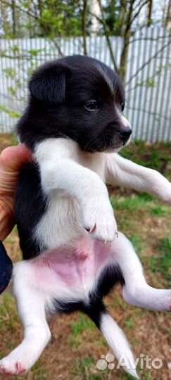 Отдам в хорошие руки щенков