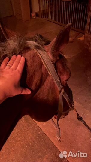 Массаж лошади