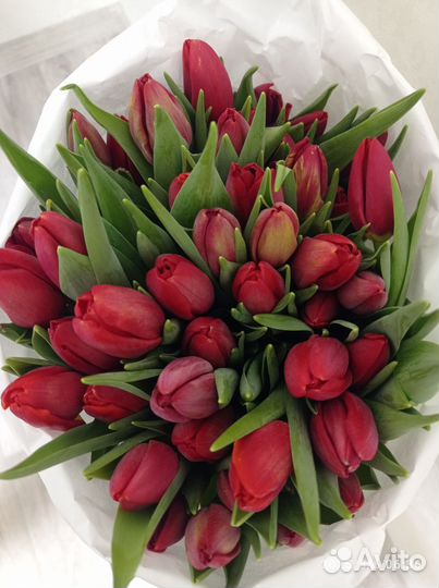 Тюльпаны 49 шт