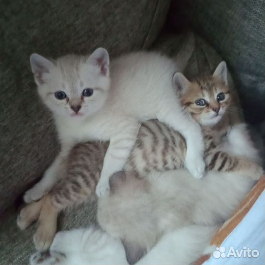 Британские котята