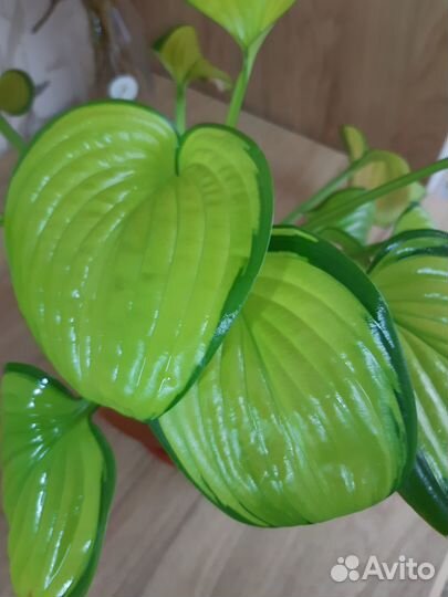 Комнатные цветы хоста