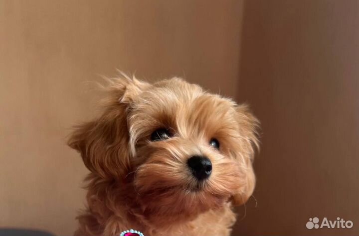 Щенки мальтипу f1 мини москва