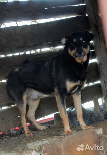 Собака в добрые руки