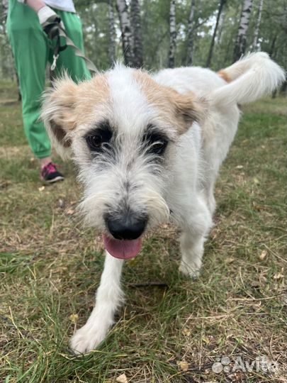 Собака Ричард в добрые руки