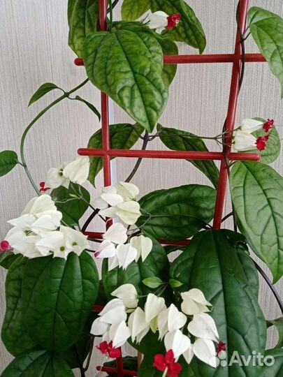 Клеродендрум. Альтернатера