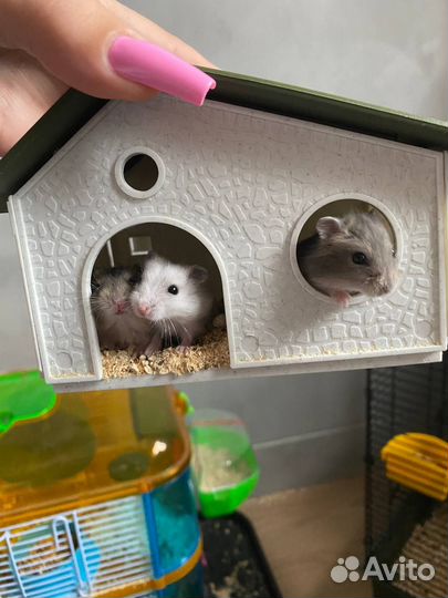 Джунгарские хомячки