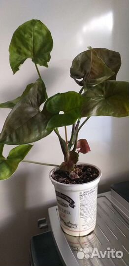 Сингониумы сортовые