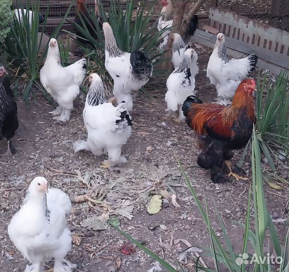 Куры и петухи брама