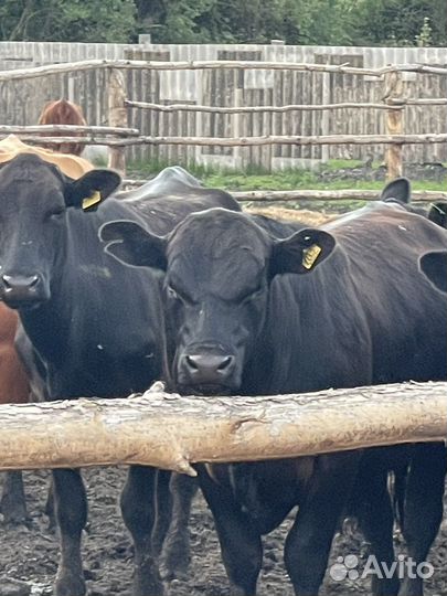 Разнорабочий