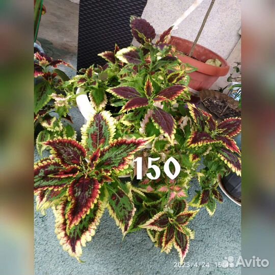 Продаю комнатные цветы